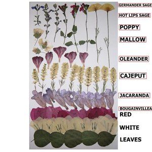 66 PCS Pressed Dry Flowers Poppy Sage Mallow Oleander Jacaranda Bougainvillea